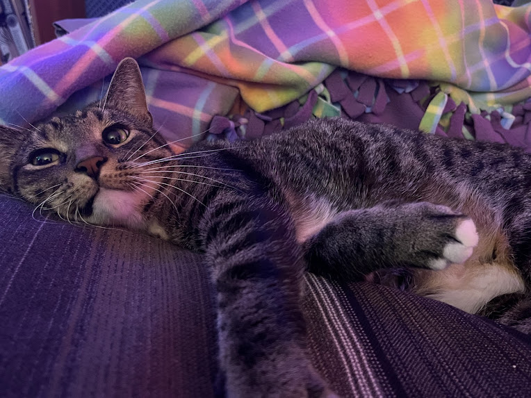 a tabby cat lounging on a colorful blanket